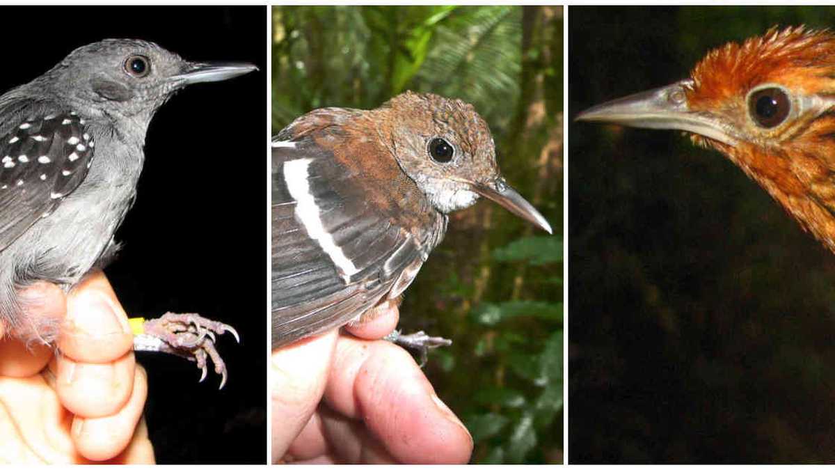 Muchas especies de aves han comenzado a ser menos comunes que hace 35 años en la Amazonia. Foto: Instituto Humboldt - Colombia hoy 