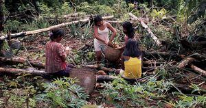 Mujeres indígenas recogen alimentos en sus chagras. Foto: Stefan Ruiz, Fundación Gaia Amazonas. 