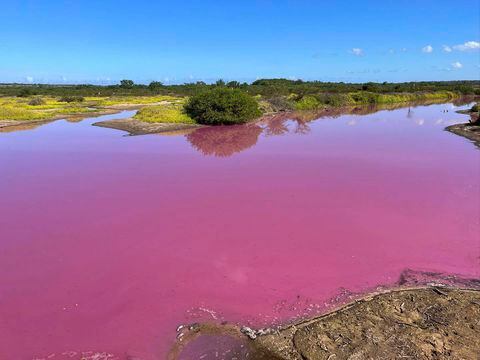 Esta fotografía del 8 de noviembre de 2023 proporcionada por Leslie Diamond muestra el estanque en el Refugio Nacional de Vida Silvestre Kealia Pond en Maui, Hawái, que se volvió rosado el 30 de octubre de 2023