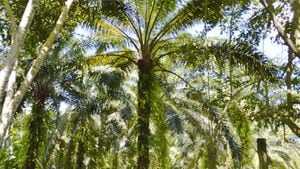 En 2016, Colombia aparecía como el cuarto productor de aceite de palma en el mundo y el primero en el continente, según cifras de Fedepalma.