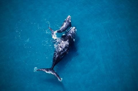 ballena franca austral, eubalaena australis, madre y cría, valdés penin