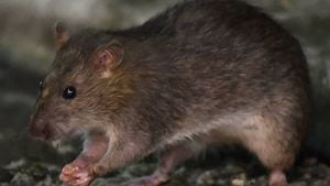 Expertos consideran que las ratas son "maestras de la adaptación". Foto: AFP