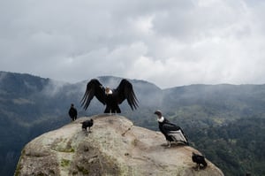 El cóndor andino es una especie que habita en toda Sudamérica. Con sus alas completamente abiertas puede medir más de tres metros de ancho.