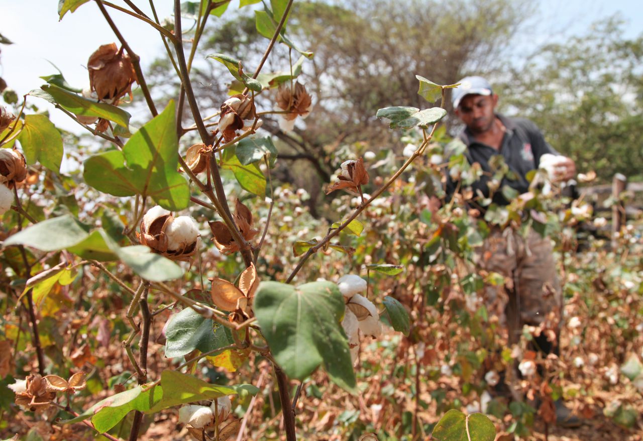 Así eran los cultivos de algodón en el municipio de La Paz, Cesar, hace una década.
