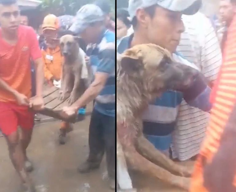 Perro rescatado durante tragedia en Pereira