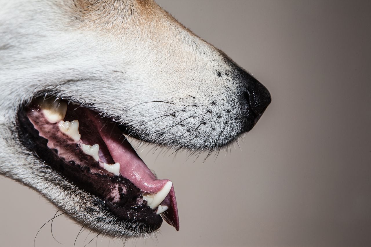 dientes de perros