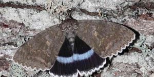 Las mariposas Catocala fraxini, considerada como una de las más grandes de Ucrania y Europa. Foto:  Facebook Reserva Radiológica y Ecológica de la Biosfera de Chernóbil- Mundo hoy.  