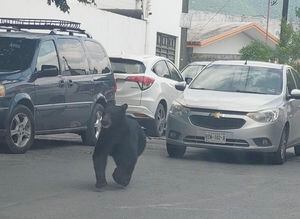 En video quedó grabado el momento en el que un oso negro se paseó por las calles de la colonia (barrio) Buenos Aires en Monterrey, Nuevo León.