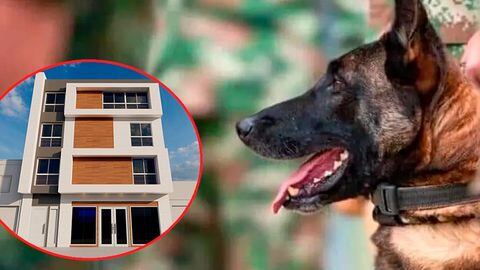 Esta es la universidad de Cali que inaugurará clínica veterinaria como homenaje al perro Wilson.