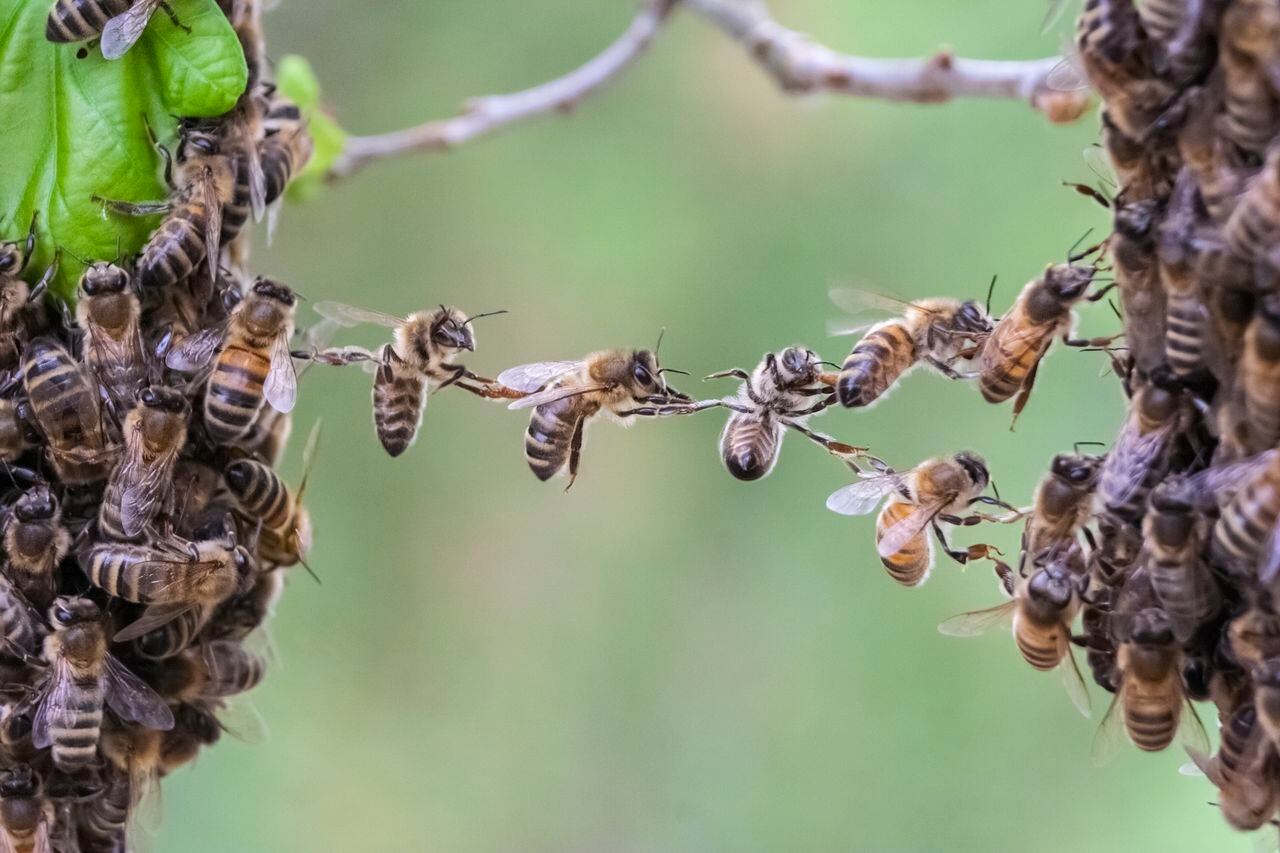 En Colombia, el Ministerio de Ambiente tiene registro de 550 variedades de abejas, aunque advierte que el inventario está aún en proceso, y que falta por conocer un 60 por ciento de las especies del país. El biólogo colombiano Germán Perilla, profesor de apicultura en George Mason University, asegura que la cifra está cerca de las 1.500 especies y estima que podría llegar a 5 mil.