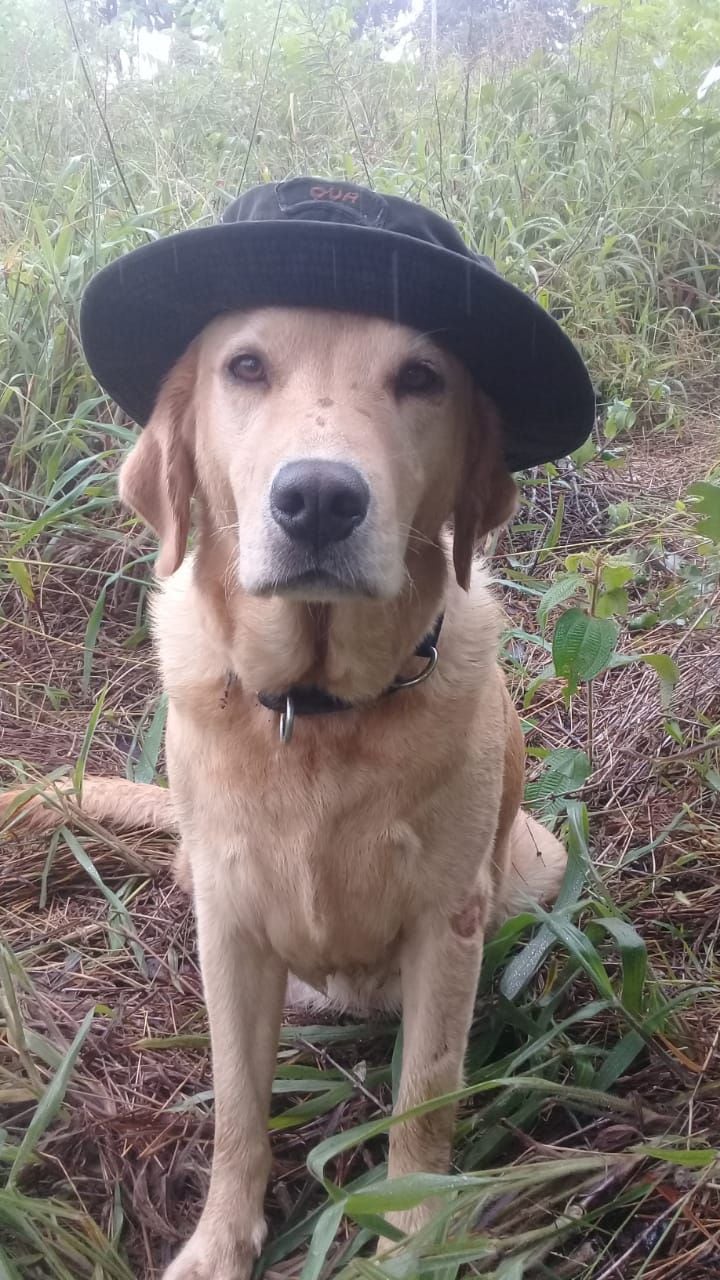 Kael, perro antinarcóticos de la Policía Nacional