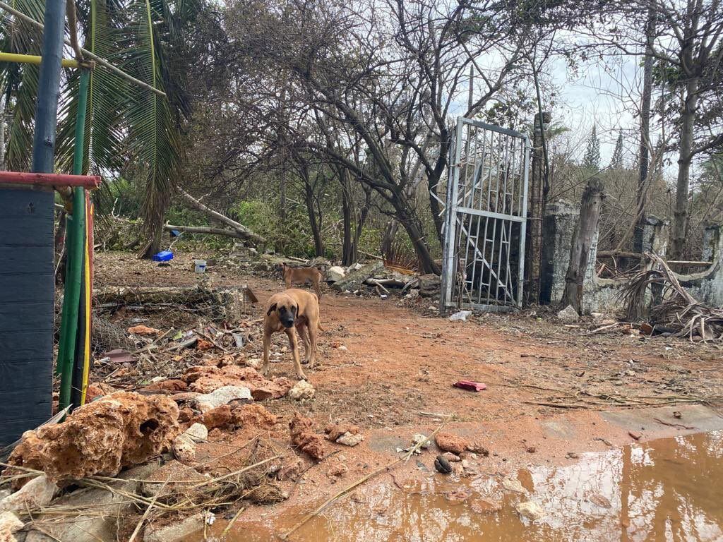 Abandono y hambre: precaria situación de los animales en San Andrés, Providencia y Santa Catalina
