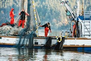 La pesca industrial si no está bien regulada puede afectar a diversas especies. Foto: Getty Images