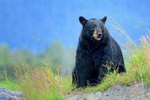 A black bear sitting on a grassy hill.