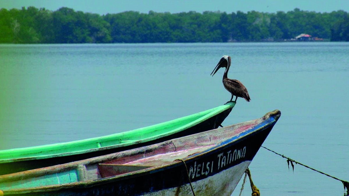 También en San Antero está ubicada la Bahía Cispatá, un destino excepcional de naturaleza. Bordeando sus playas de agua cristalina se aprecia un espectacular paisaje de manglares que le da protección a especies como el caimán de agua, típico de la costa Caribe.