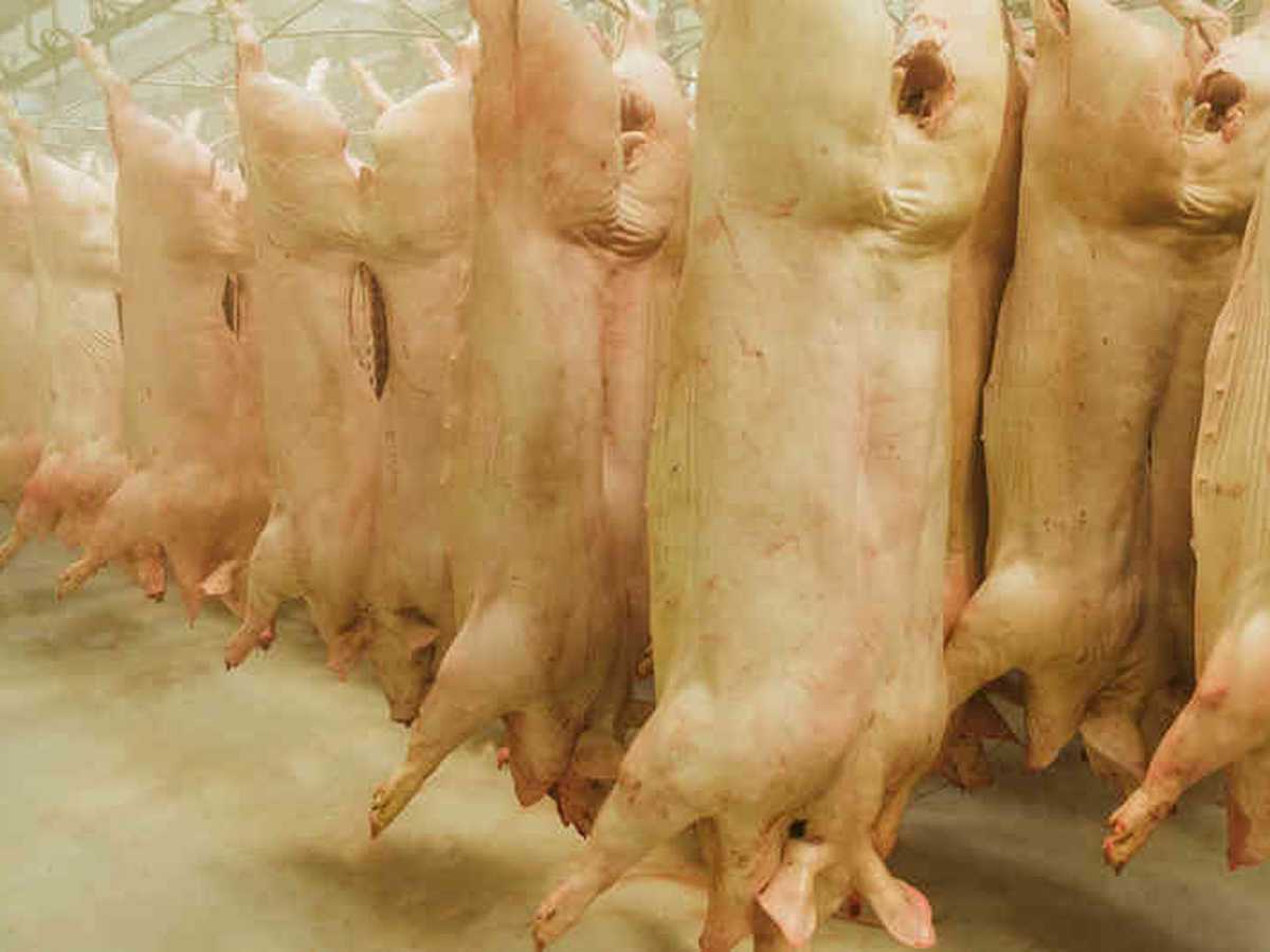 Frigoporcinos tiene dos plantas de beneficio, en las que se sacrifican 1.300 cerdos diarios. 
