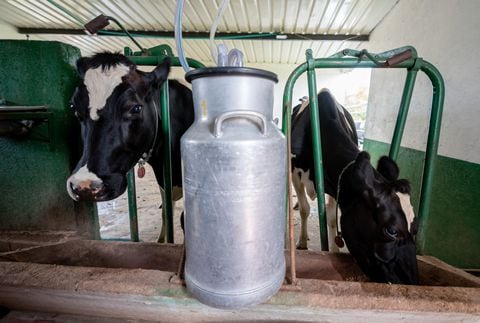 Foto de referencia sobre leche en Colombia