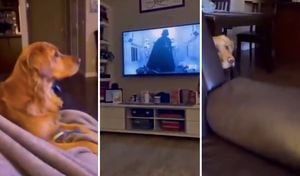 El perro apenas vio a Darth Vader en televisión, se escondió detrás del sofá