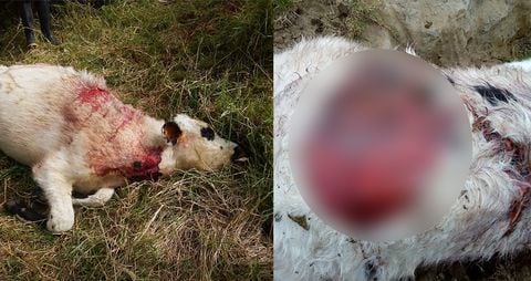 Más de 60 vacas han sido atacadas y asesinadas supuestamente por osos en Pijao, Quindío.