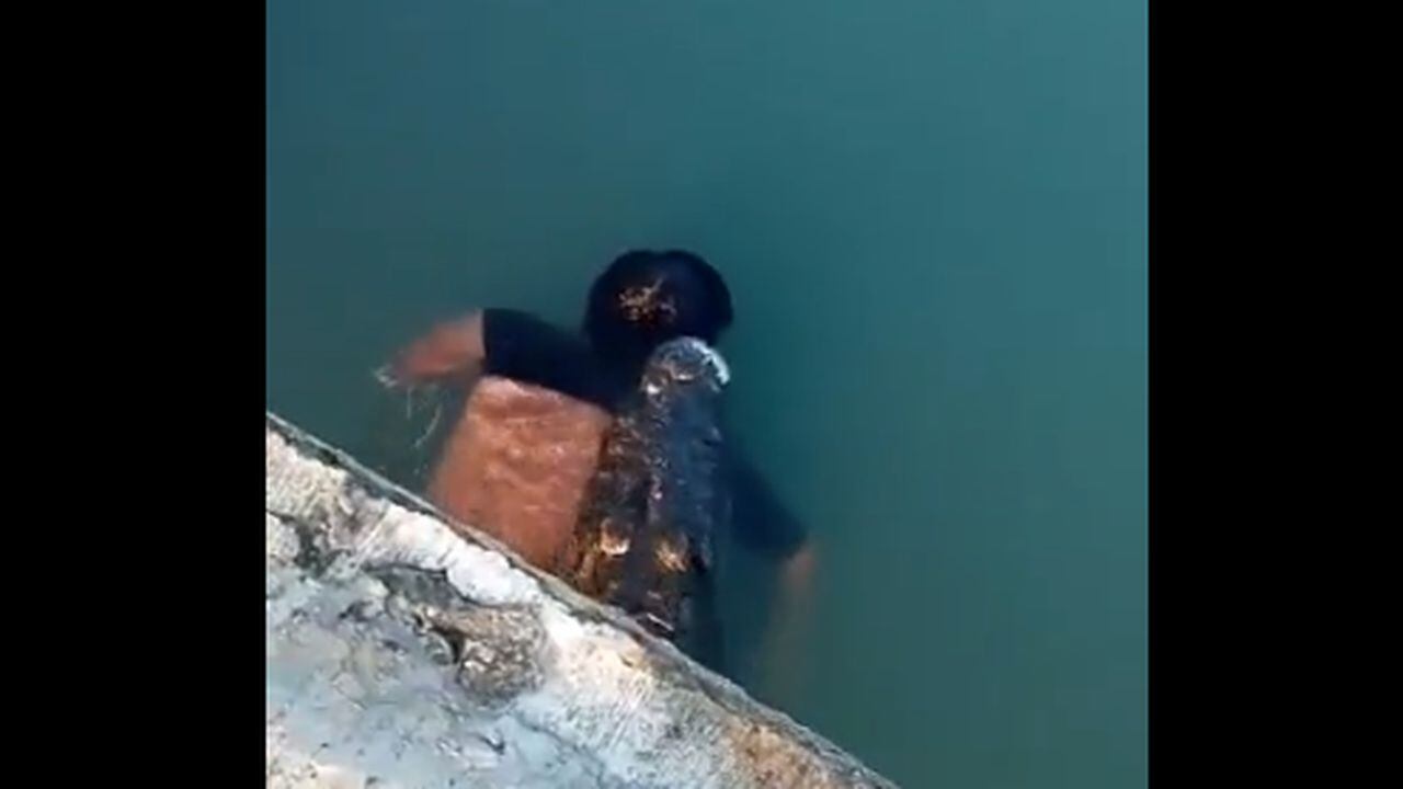 Video | Aterrador; un cocodrilo mata a un hombre en una laguna y se pasea  con su cadáver