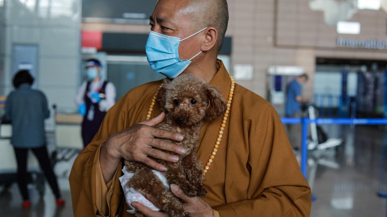 Cuida a casi 8.000 perros en su templo y en un refugio de los suburbios de la ciudad más grande de China