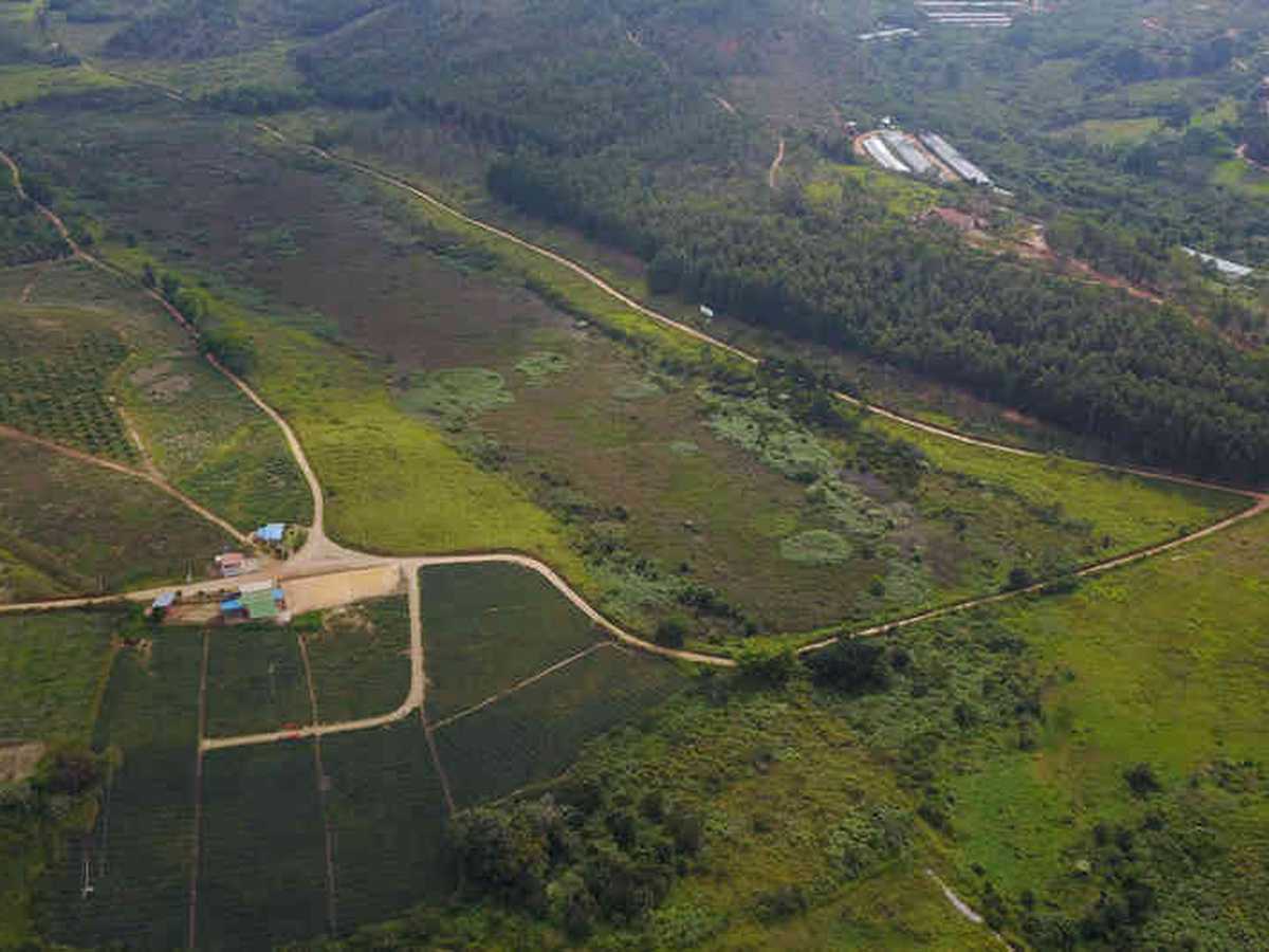 22.000 hectáreas de caña posicionan a Santander como el primer productor de panela del país.