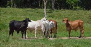 La gobernación socializó el proyecto de ganadería sostenible con los alcaldes de los municipios de la subregión del Darién. Foto: Taran Volkhausen para Mongabay.