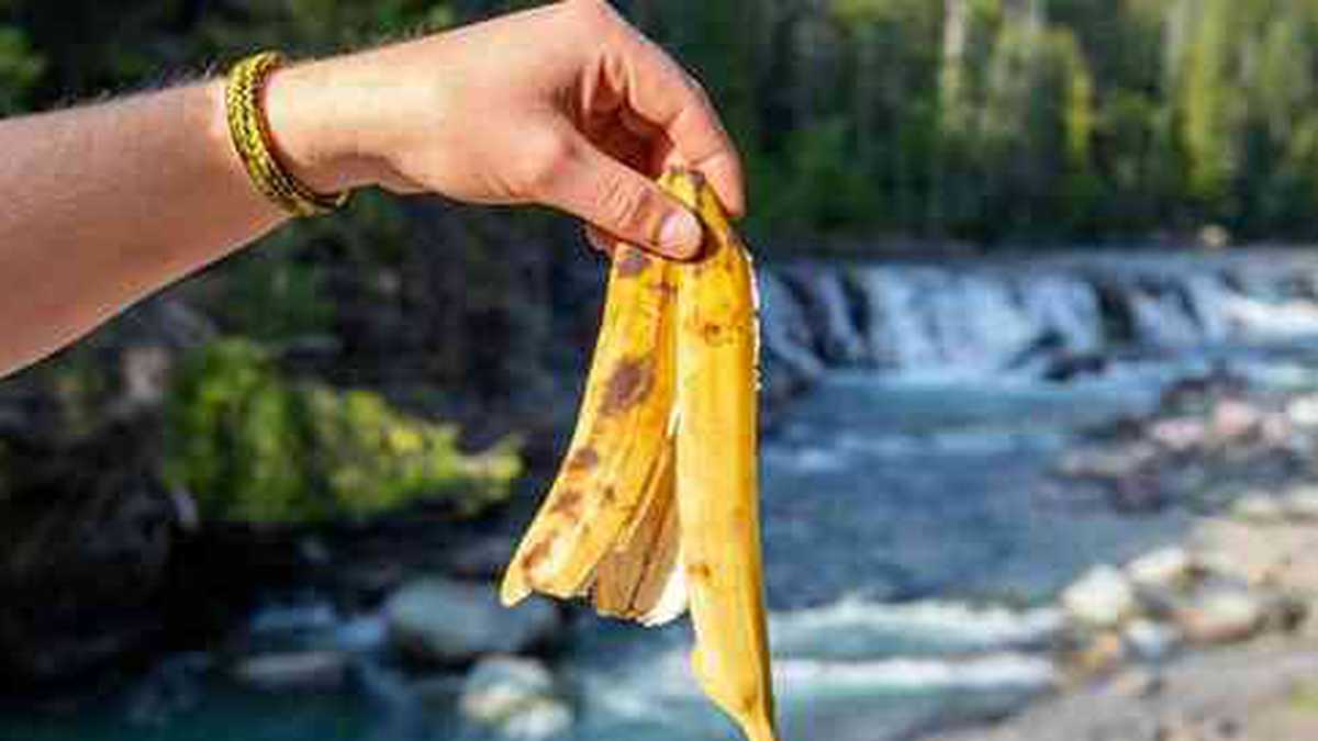 La cáscara de banano tiene muchos beneficios para la salud.