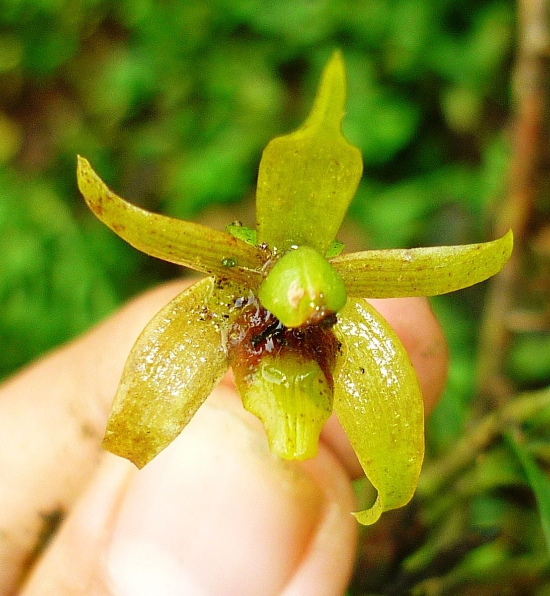 Orquídea de Fusagasugá (Cyrtidiorchis gerardii).