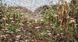 Un enjambre de insectos de un kilómetro cuadrado puede comer la misma cantidad de alimentos en un día que 35.000 personas.  Foto: FAO