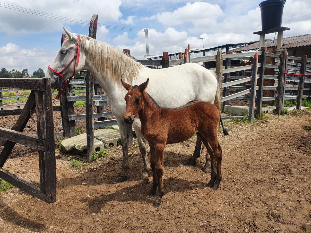 Roban caballos en finca de Cundinamarca