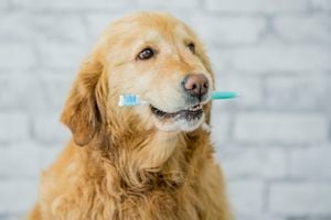 El sarro de los dientes de los perros puede eliminarse de manera natural.