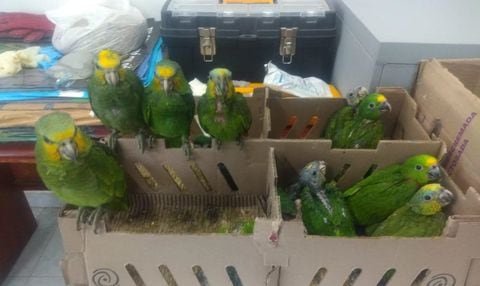 Rescate de aves en Boyacá