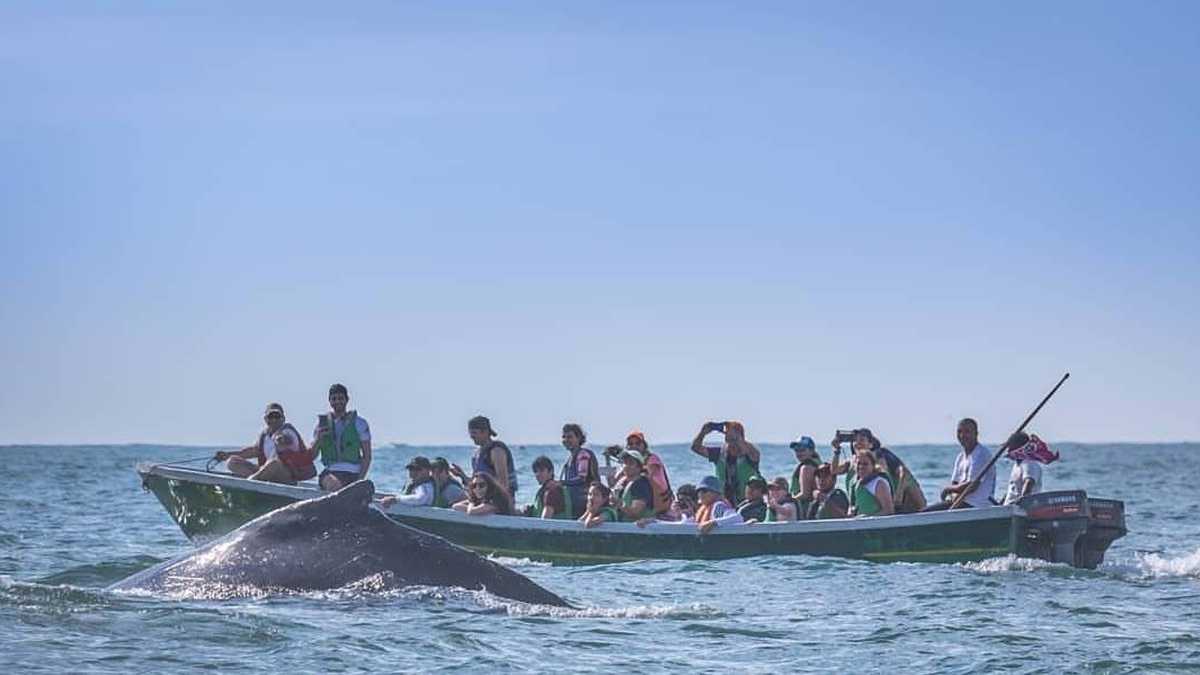 Se espera que este año unos 30.000 turistas disfruten del avistamiento de ballenas. Foto: Parques Nacionales Naturales