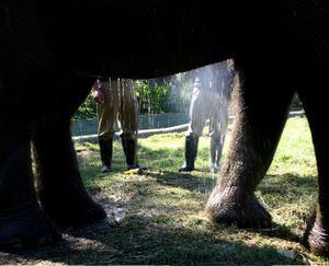 La piel de los elefantes es gruesa como una llanta, pero a la vez extremadamente sensible a los rayos del sol. Por eso en climas cálidos buscan agua en todo momento, y cuando no tienen cerca un estanque deben ser bañados. En las fotos , el baño de Lucy, en Medellín.