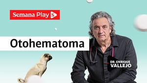 Otohematoma | Enrique Vallejo en Salud Animal