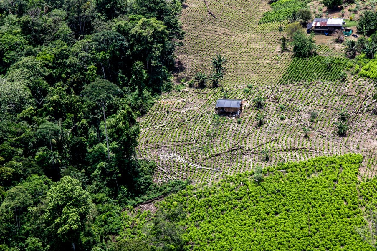 El Gobierno Nacional estima que en Tumaco hay 19 mil hectáreas de cultivo de coca.