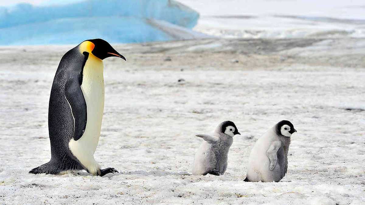 Pingüinos en la Antártida. Foto: 123rf
