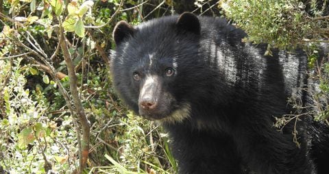 El oso de anteojos permanecía en una zona especial de la reserva natural Bioparque Wakatá, de la Fundación Parque Jaime Duque. Imagen de referencia.
