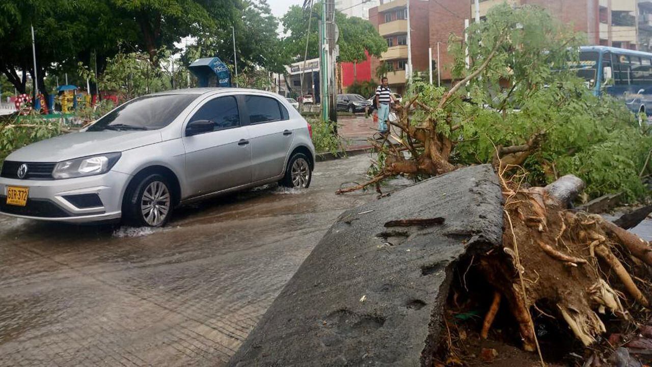 Un gigantesco árbol cayó durante fuerte aguacero en el norte de la ciudad.