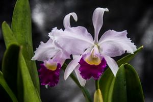 Esta orquídea es reconocida como la flor emblemática de Colombia.
