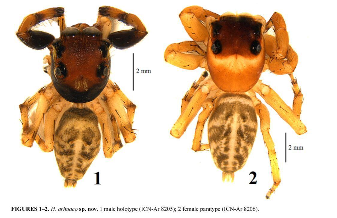 Hypaeus Arhuaco (Araña Saltarina) fue la primera especie que descubrió Leonel en la Sierra Nevada