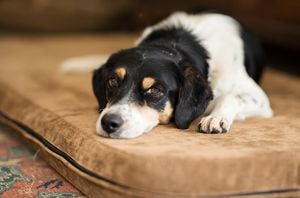La gravedad de la toxicidad por cebolla reside en su capacidad para acumularse con el tiempo, lo que significa que incluso pequeñas cantidades ingeridas repetidamente pueden tener consecuencias devastadoras para la salud de un perro.