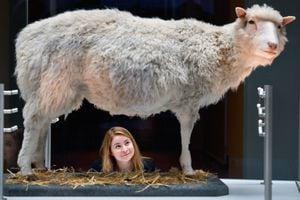 Los restos disecados de la oveja Dolly están expuestos en el Real Museo de Escocia. Foto: Getty Images
