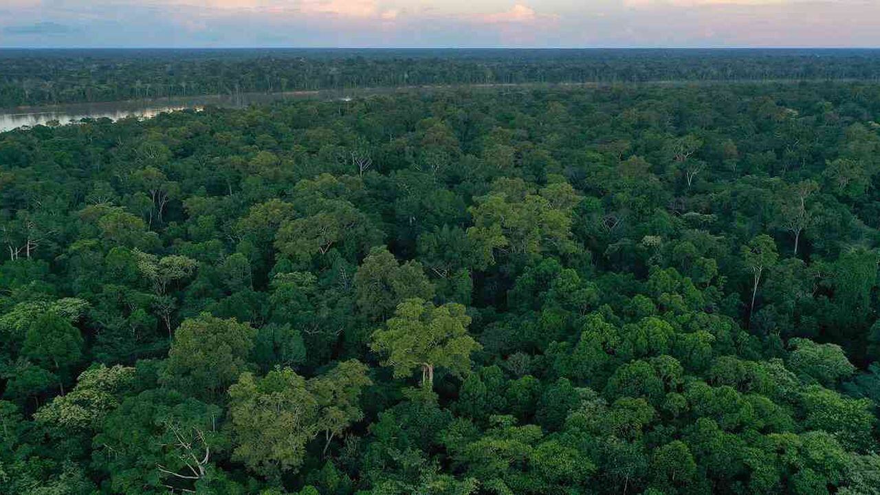 Amazonia: amenazada por inversiones de miles de millones de dólares en  petróleo