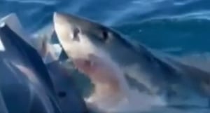 Ataque tiburón a una familia