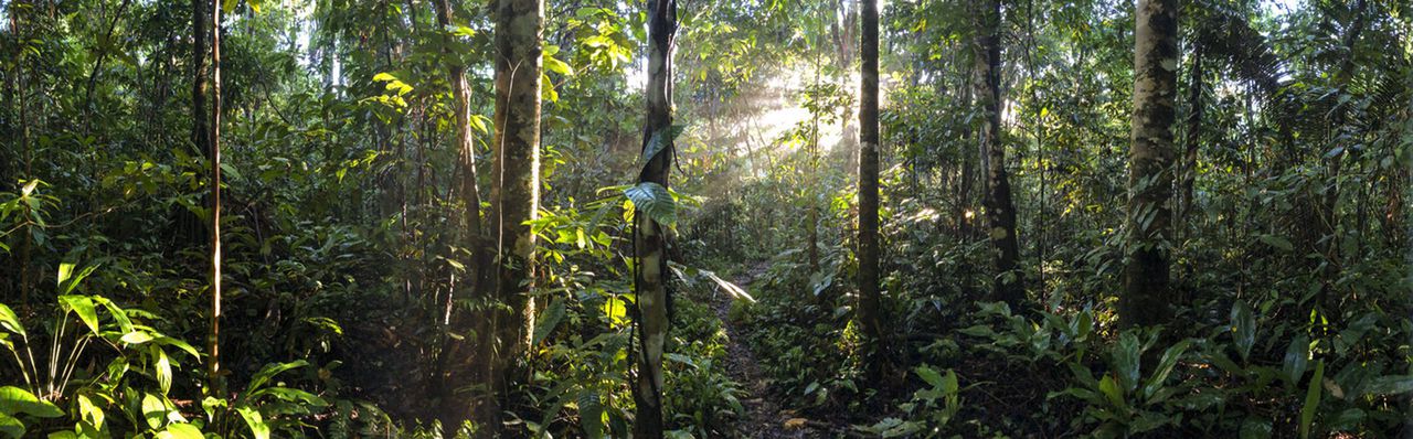 Bosques en el Amazonas
