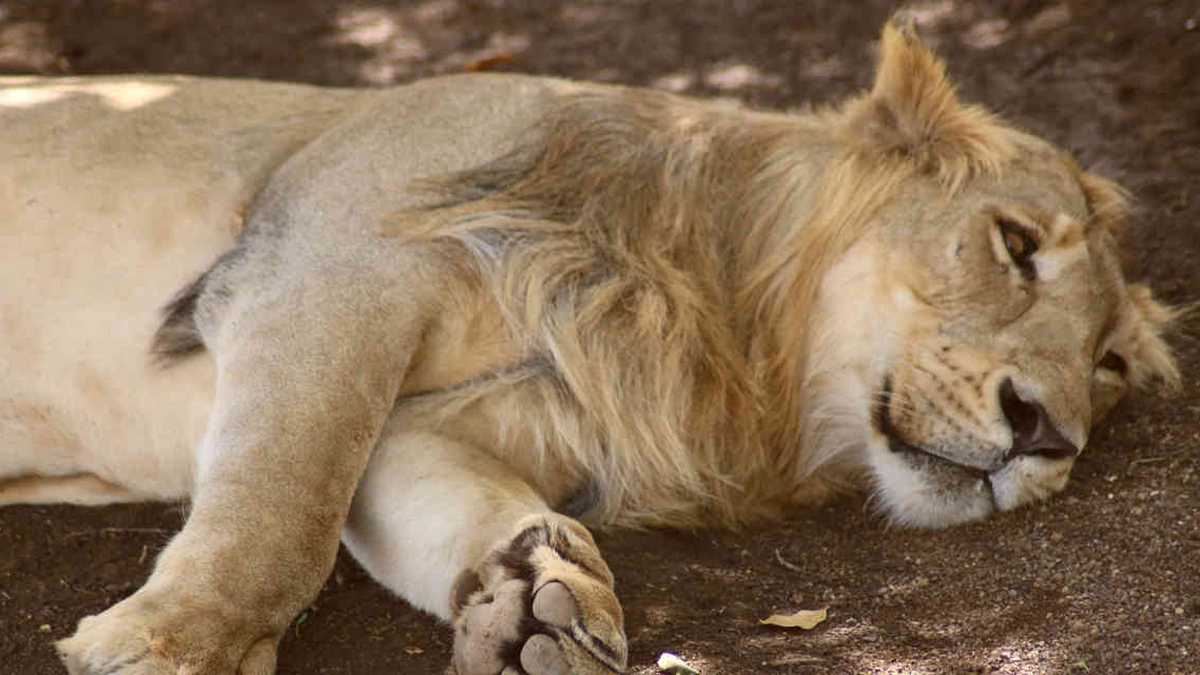 Los leones asiáticos se encuentran ahora amenazados por una enfermedad. Foto: León asiático. Foto: jcmenon / Pixabay 