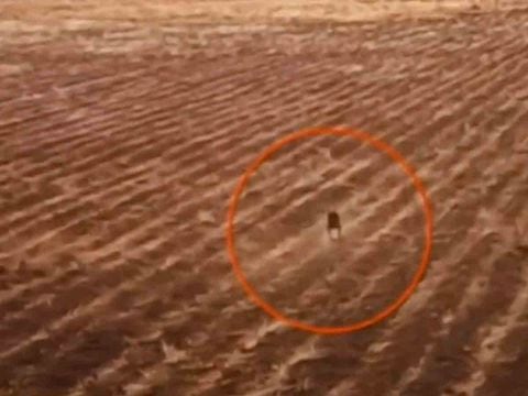La leyenda sobre el chupacabras ha vuelto a ser tendencia en Bolivia, por la supuesta aparición de este extraño ser en vídeo.