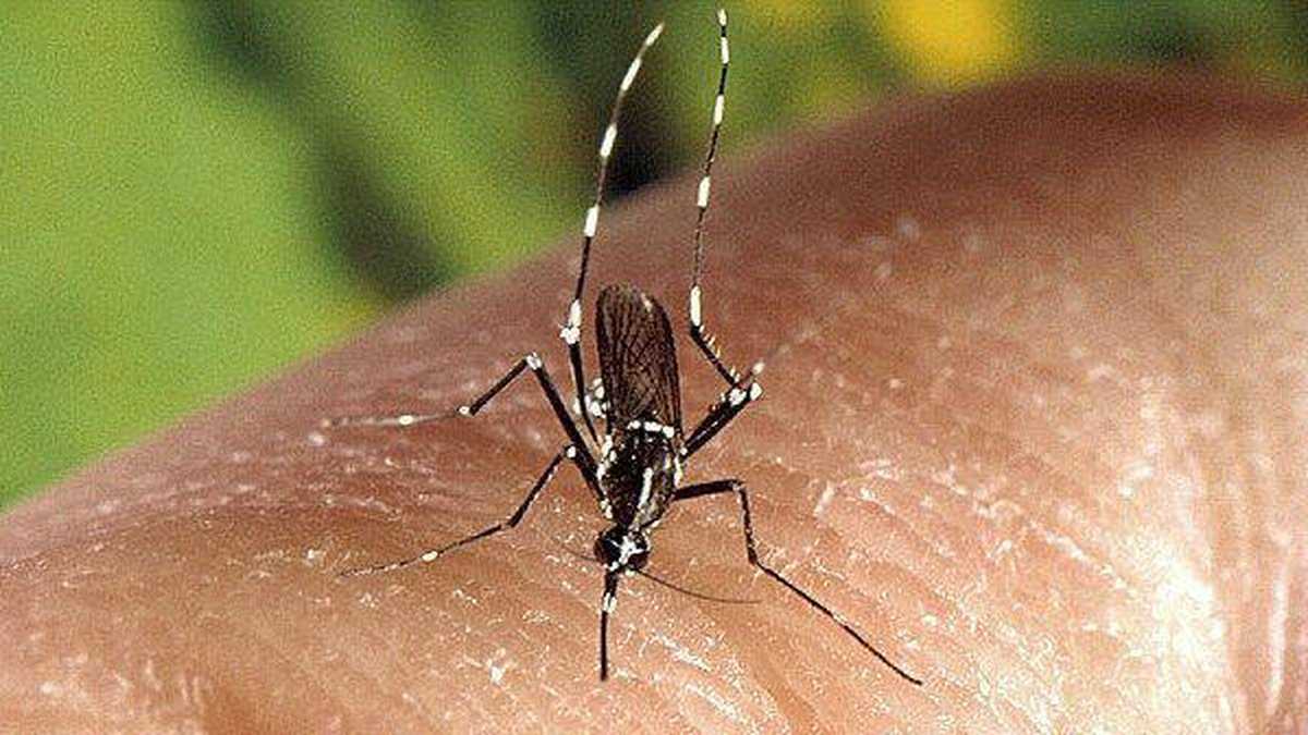 Noticias hoy: preocupación entre científicos por hallazgo de nueva cepa del zika/Foto: AFP